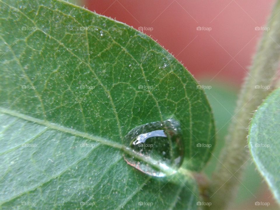 dew. dew on green leaves