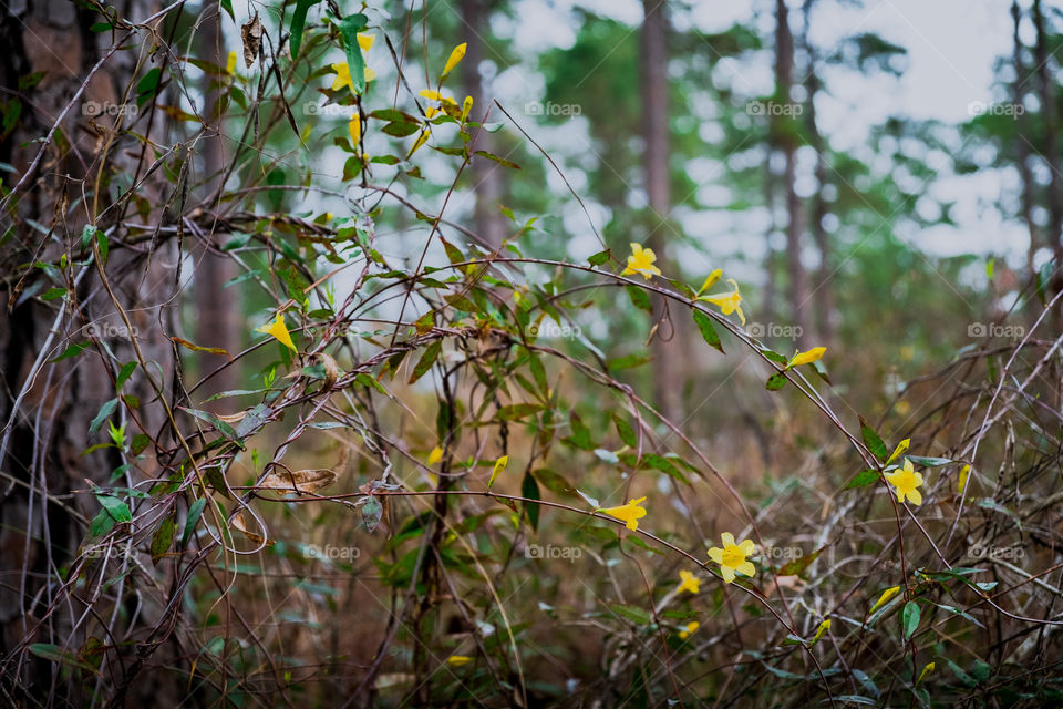 Yellow flowers on a vine in the forest