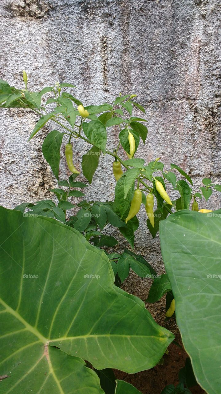 pimenta dedo de moça