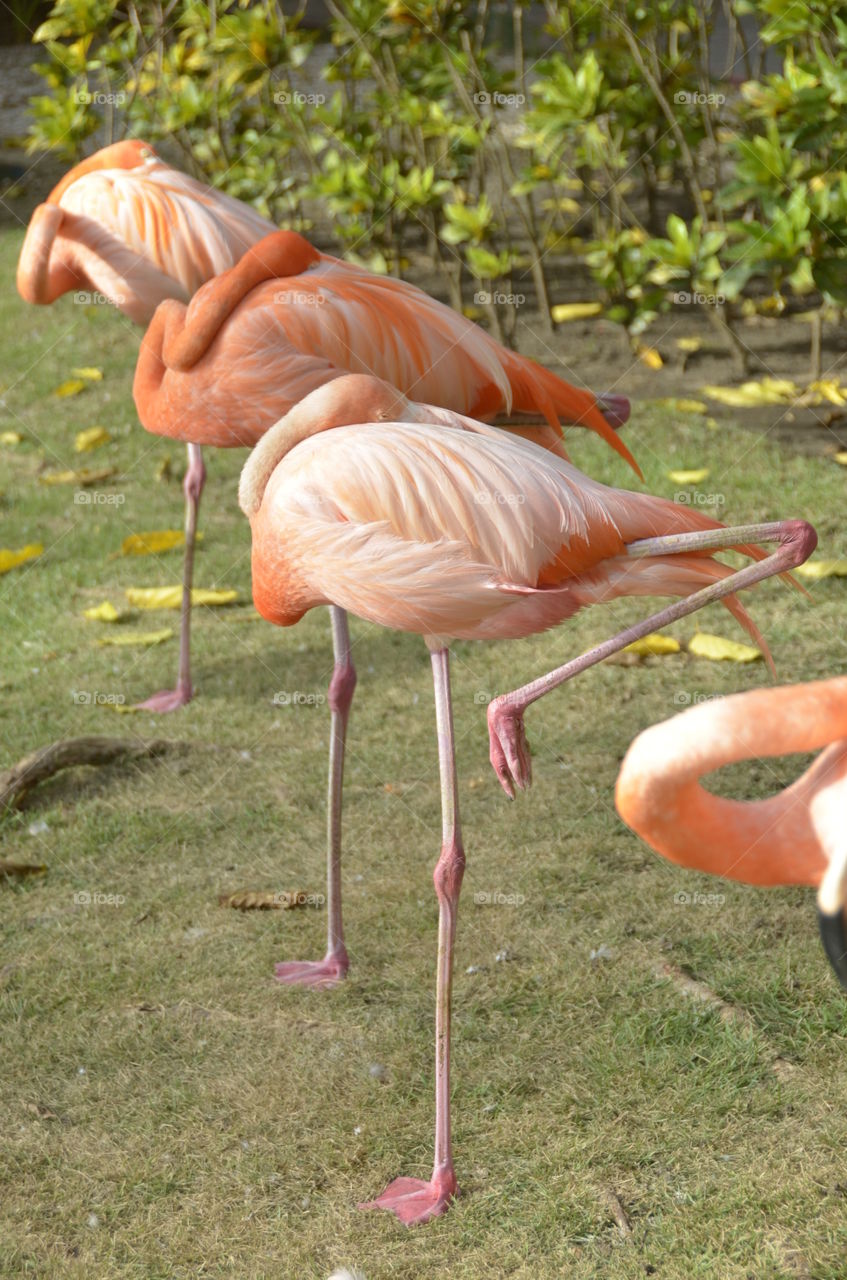Bird, Flamingo, Nature, Wildlife, Outdoors