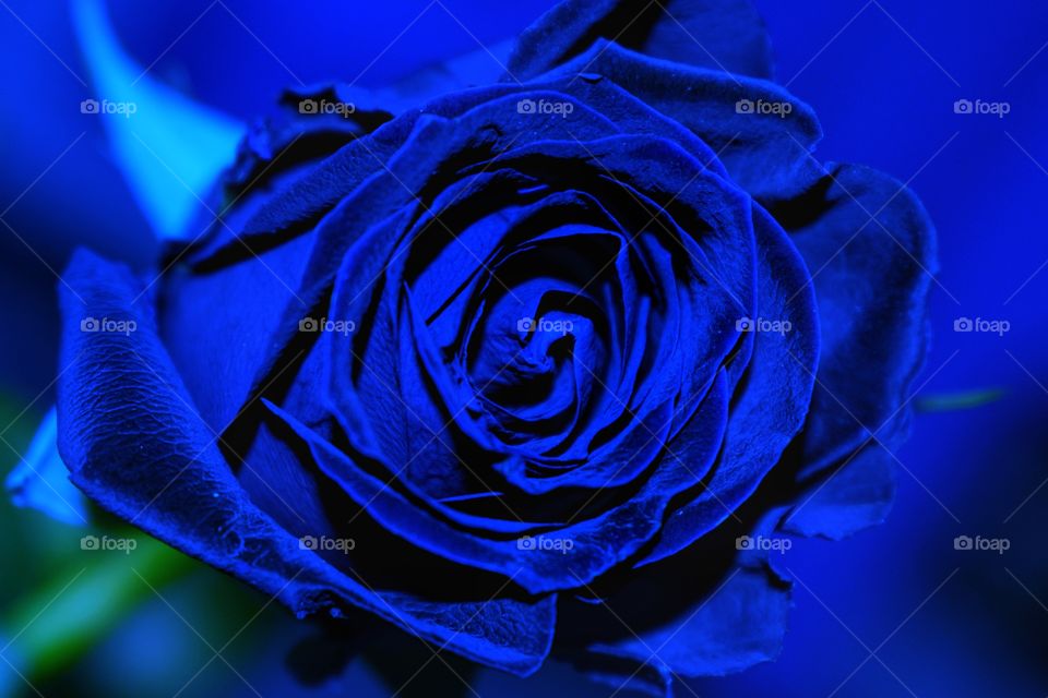 Blue Rose