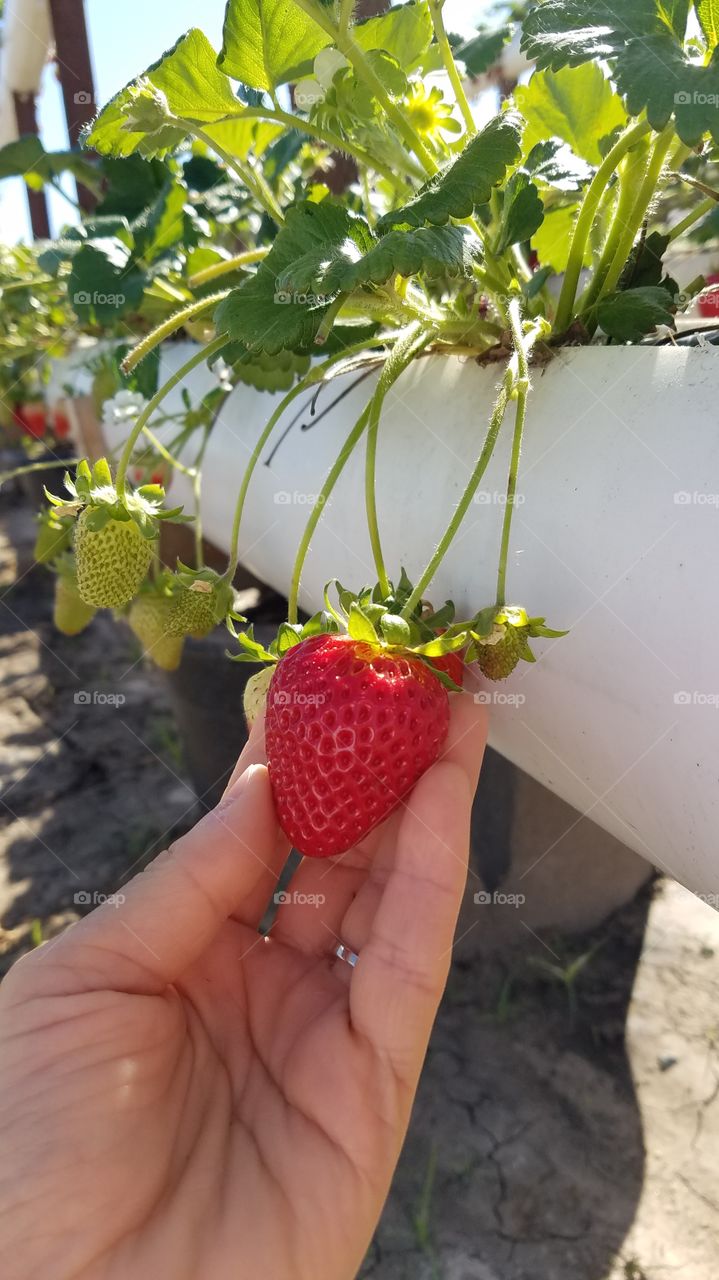 Picking strawberries