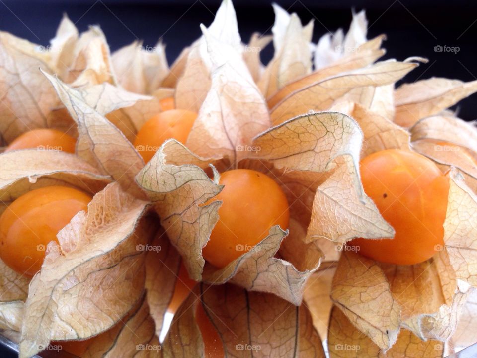 Physalis