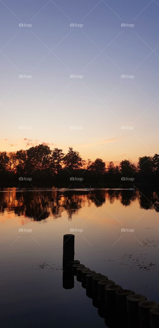 Sunset and Swans