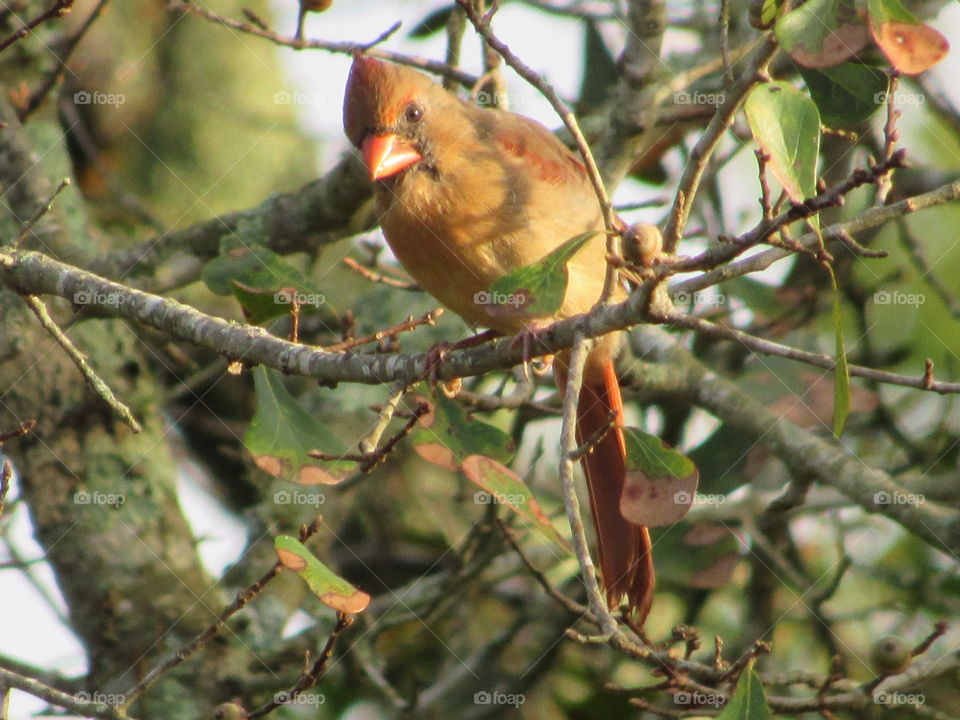 Female Cardinal in an oak tree