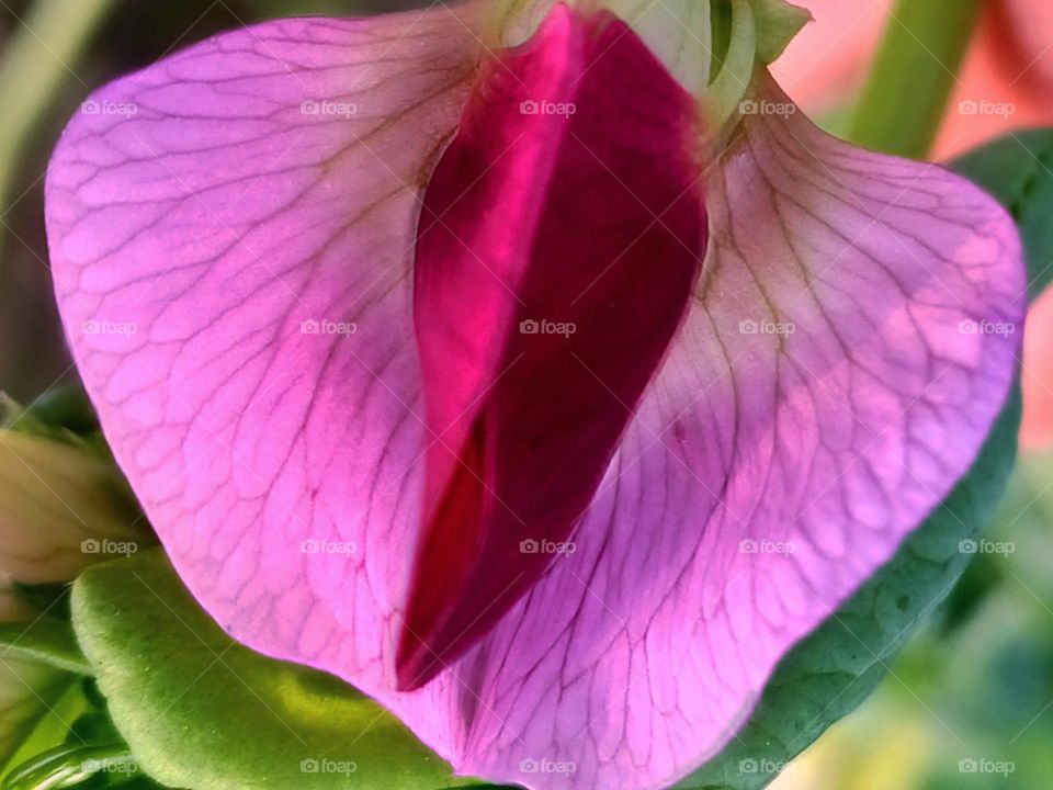 pea flower of indian country