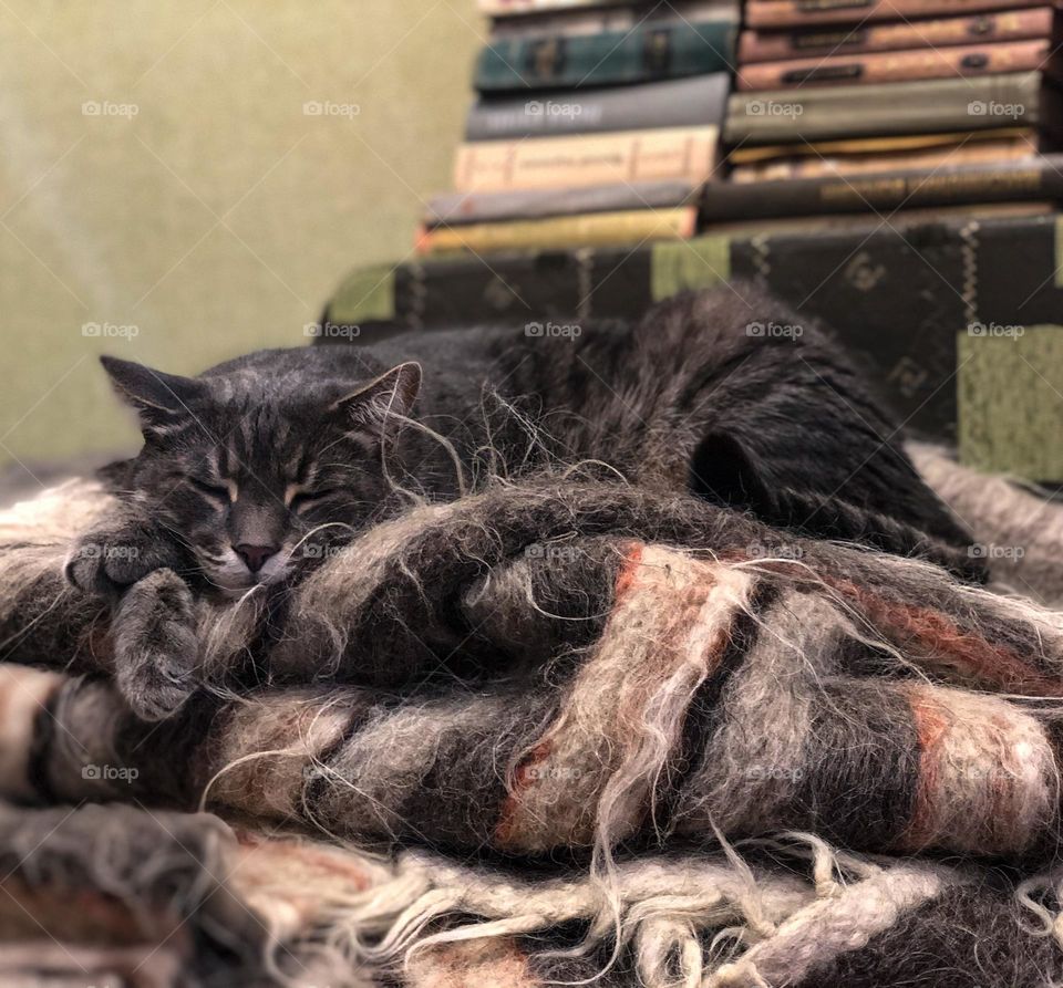 Cat sleeps on sofa near a lot of books 