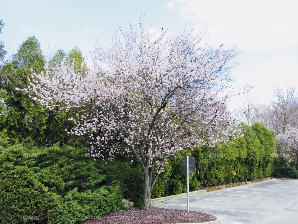 Cherry Blossom Festival Unique Flower