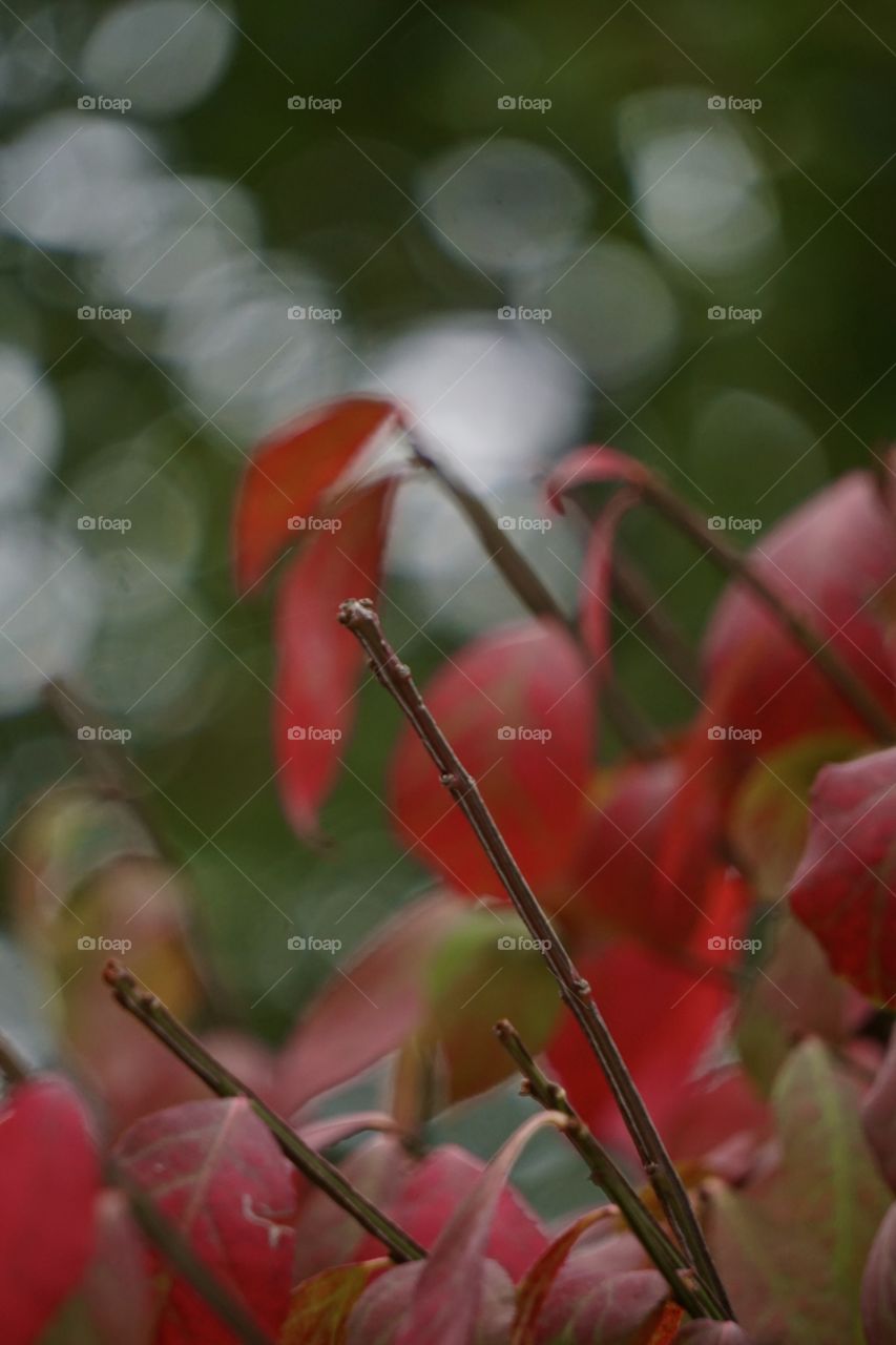 Burning bush & bokeh. 