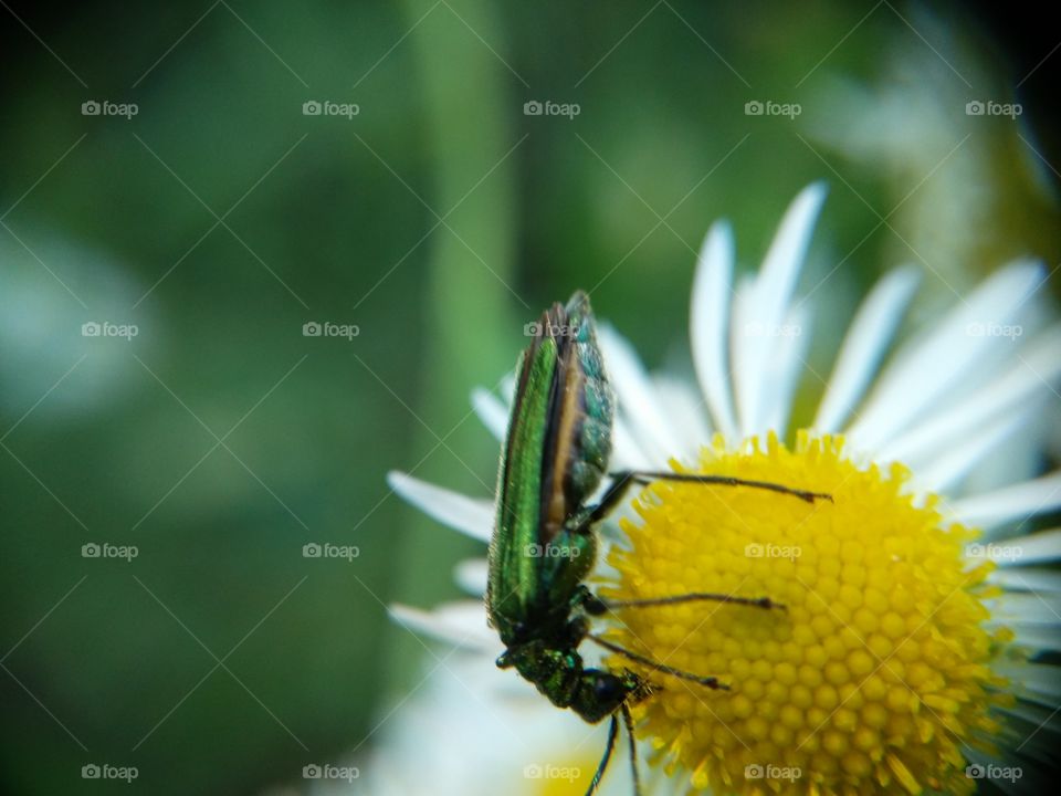 Picture taken with my smartphone and macro lens.