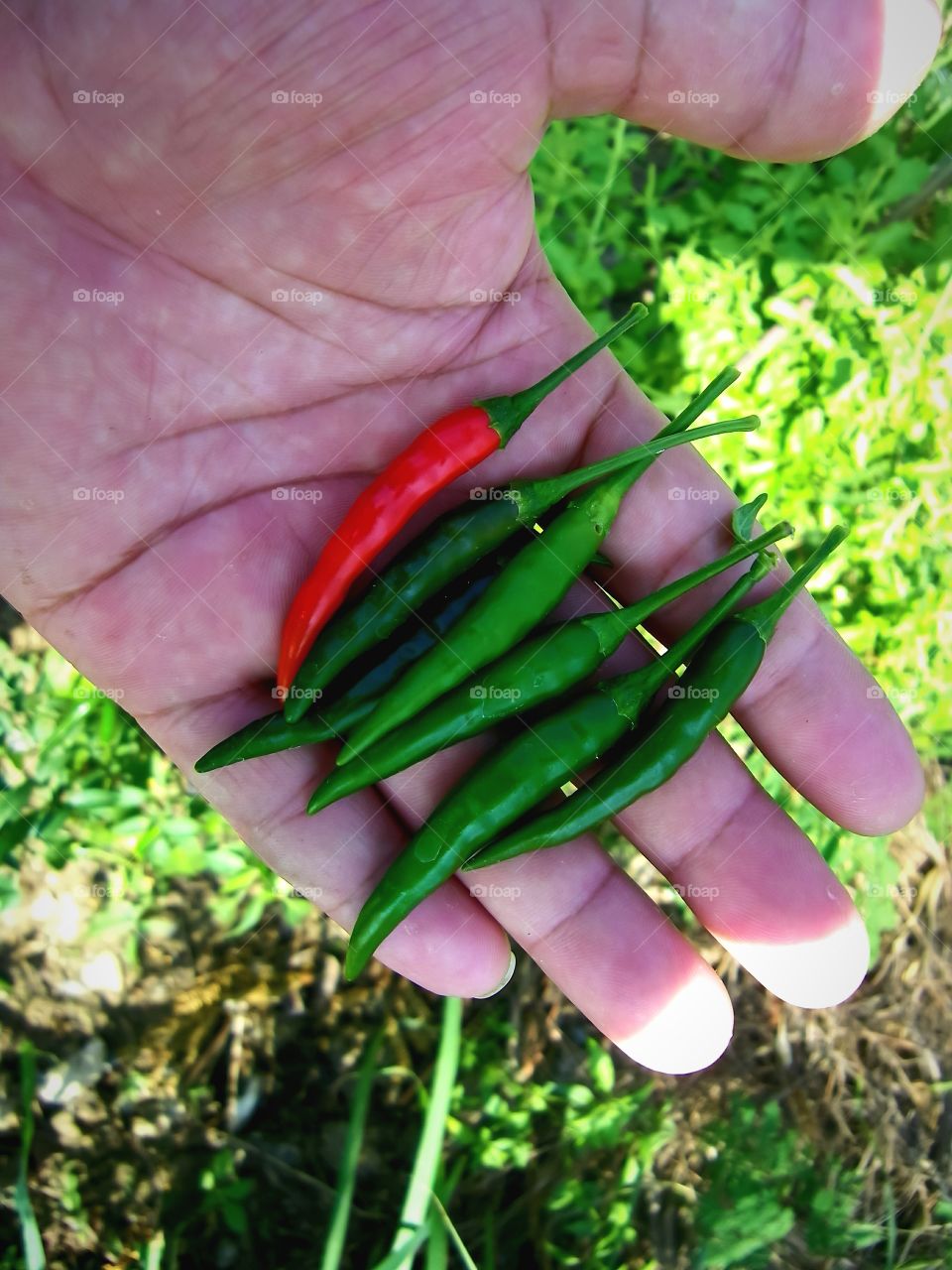 Fresh chili from the garden