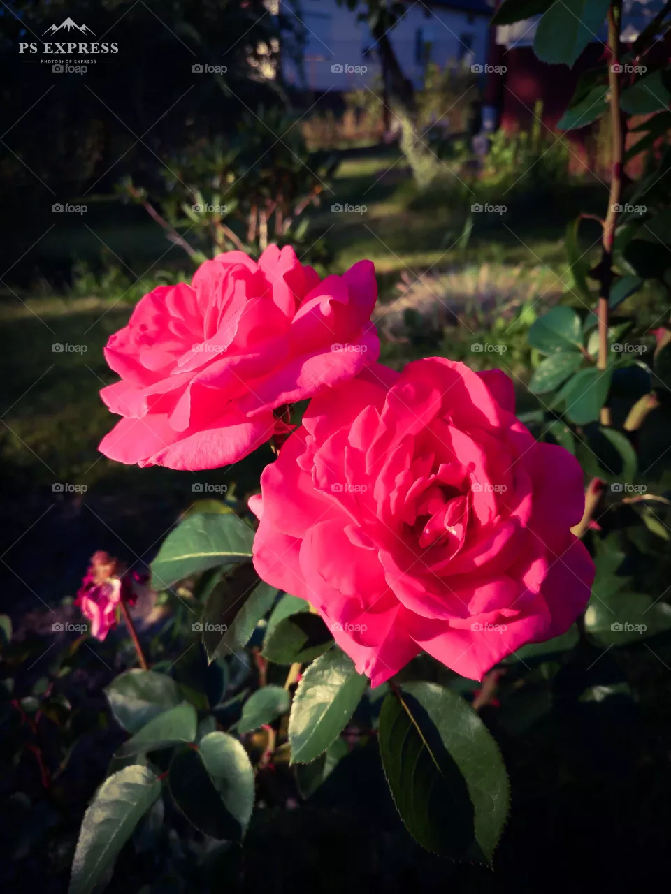 roses