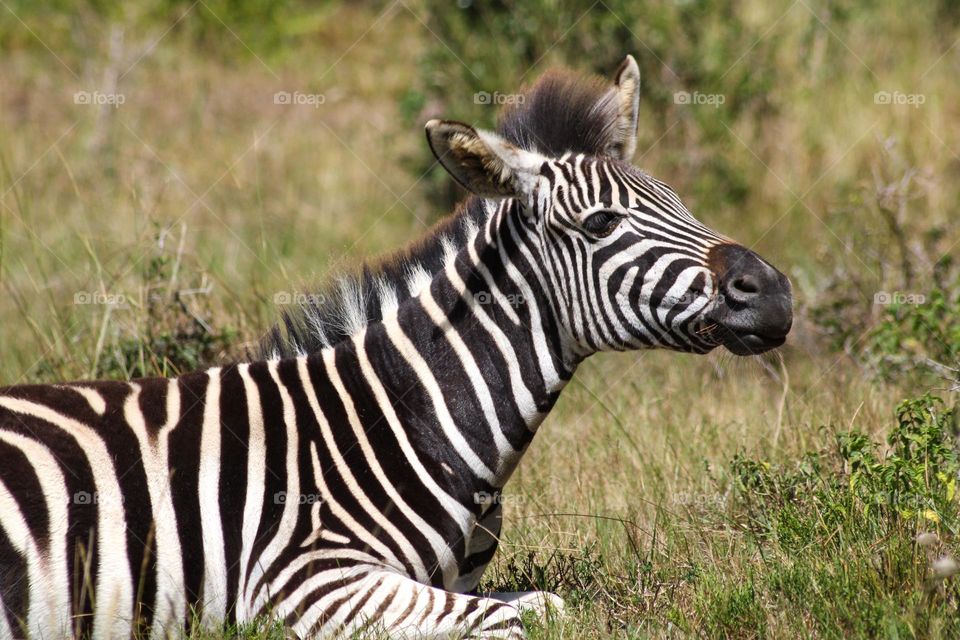 Zebra foal fooling around while laying down