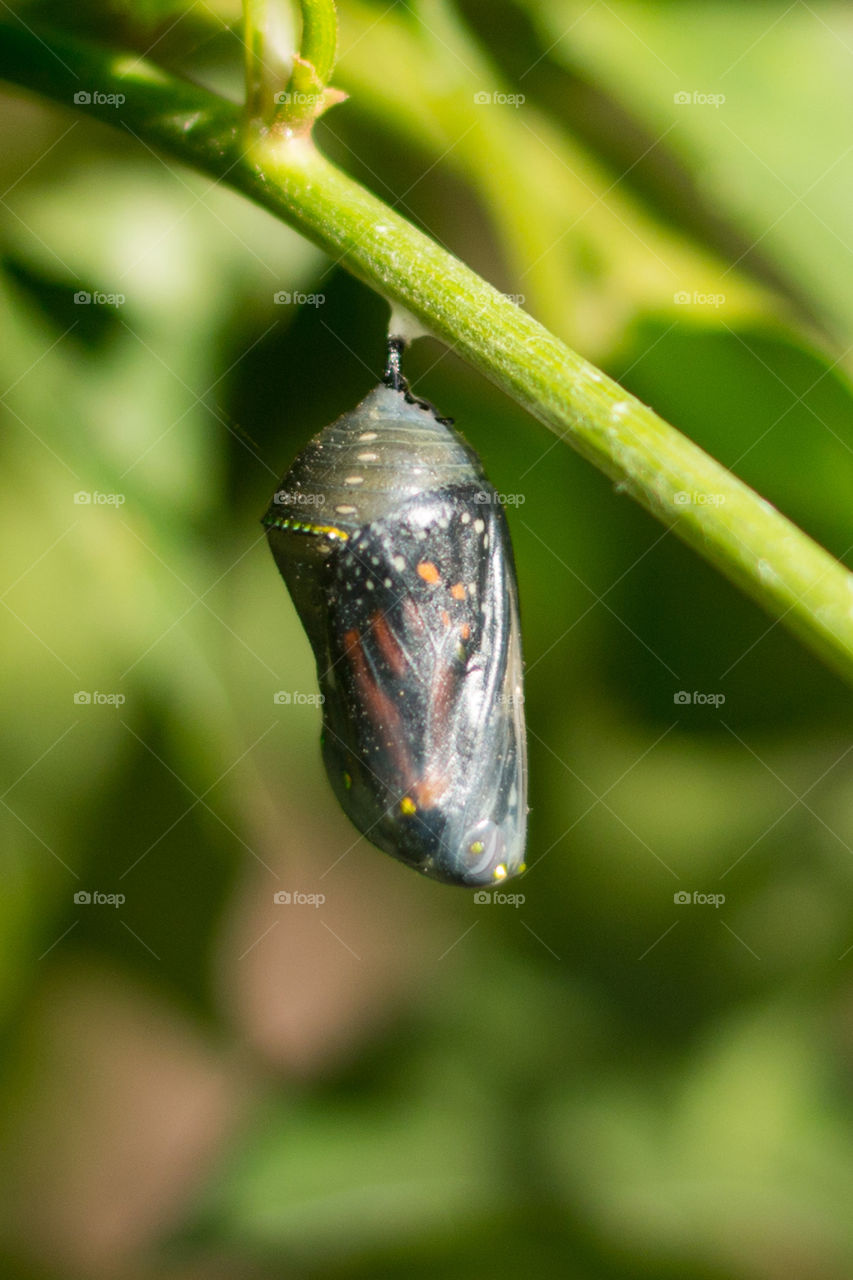 Wings through the cocoon 