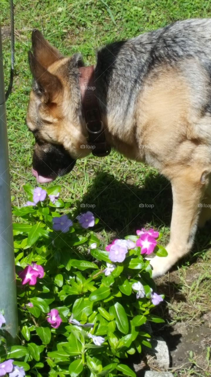 enjoy life stop and smell the flowers