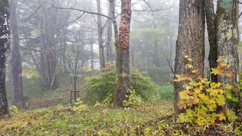 Foggy woods