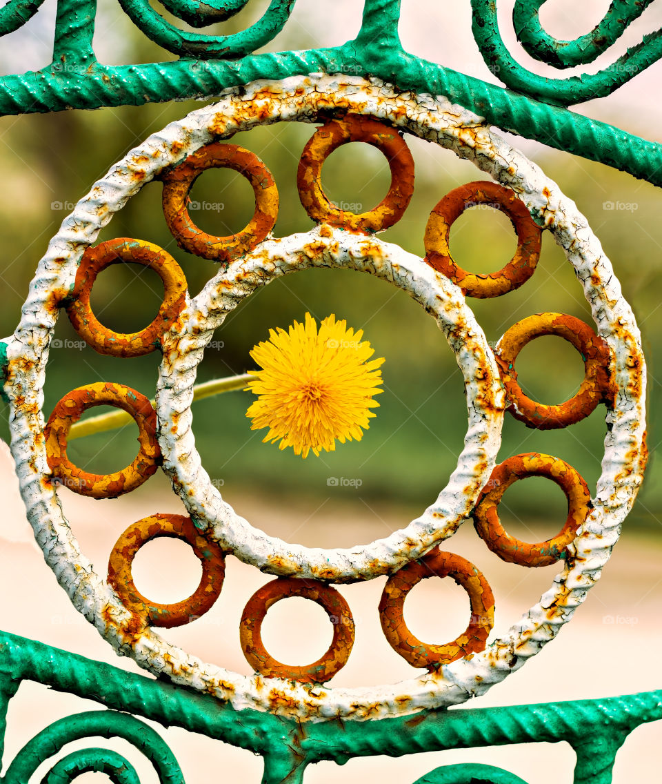 Abstract image by yellow dandelion flower in a round iron and old pattern.