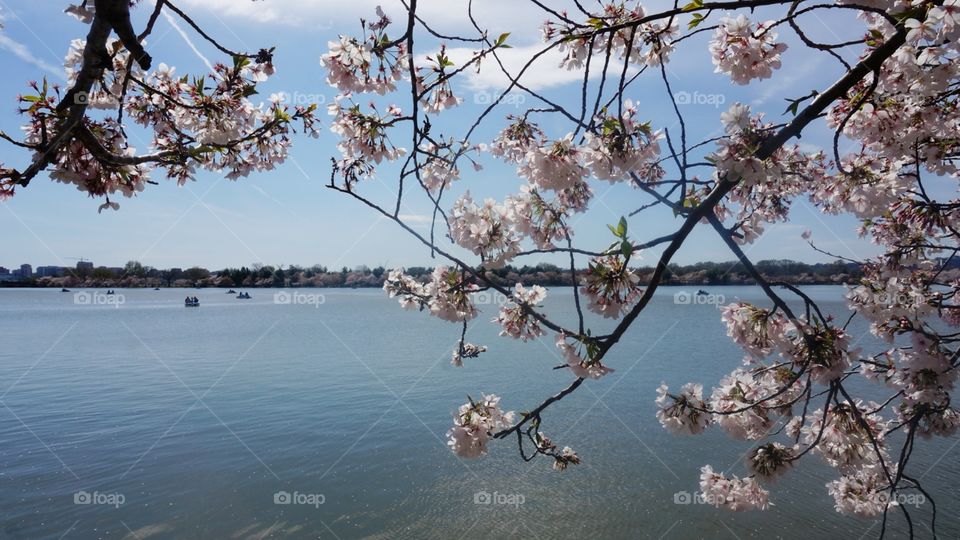 Cherry Blossoms at the Tidal Basin