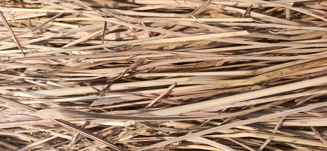 The Paddy Straw