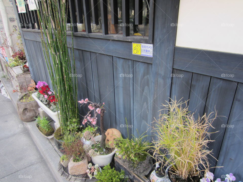 Plants on Roadside, Nakameguro, Tokyo, Japan, Springtime