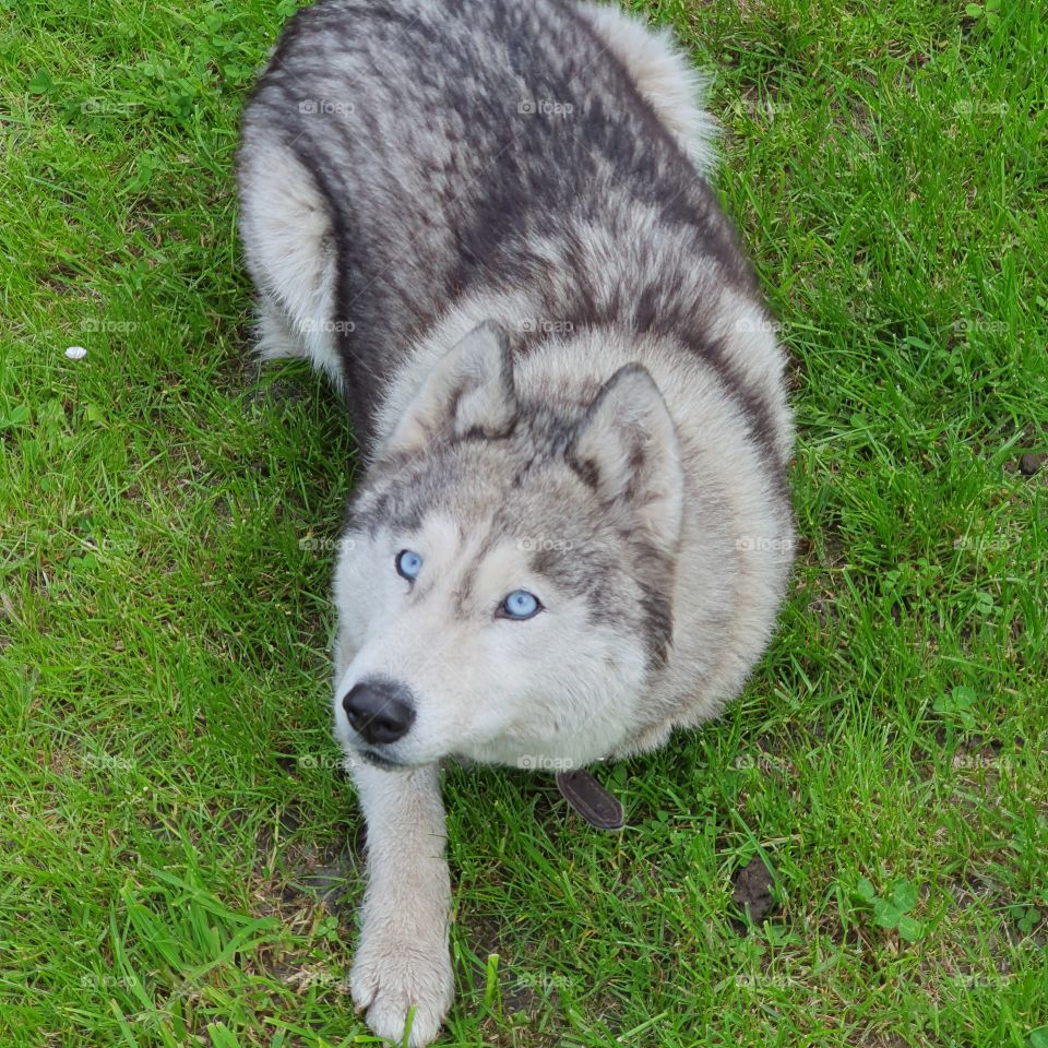 Blue eyes husky dog
