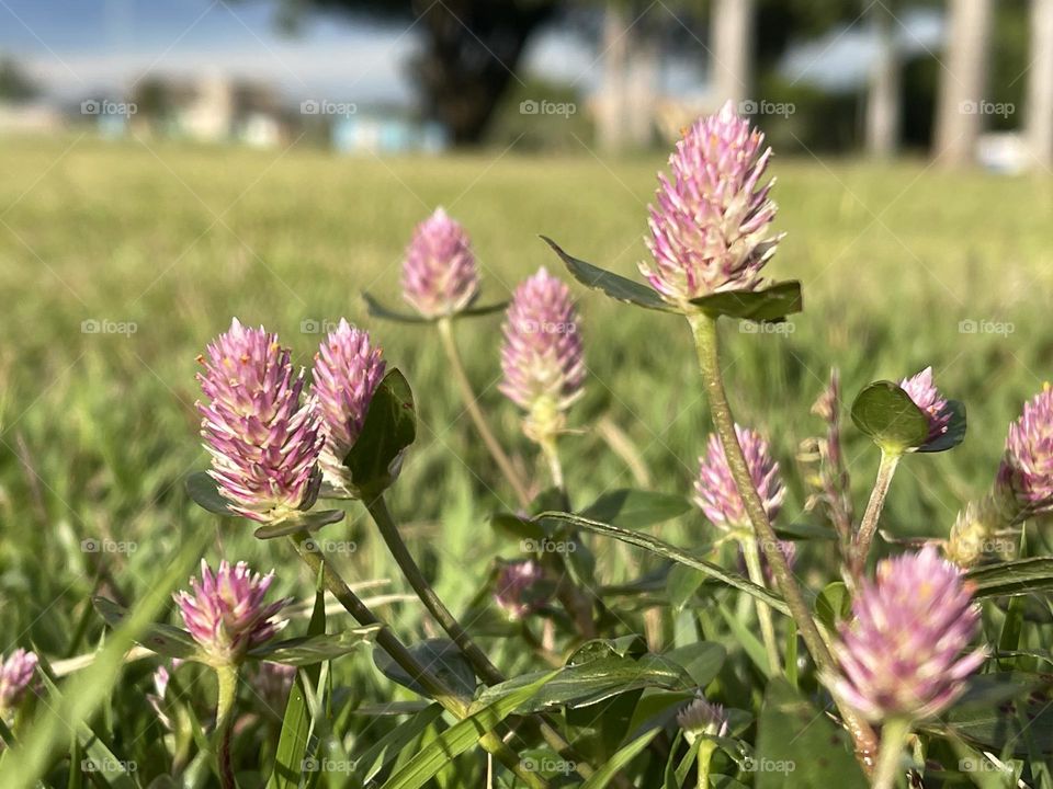 Pink dots in the grass… just dirty grass or small cute pink little flowers? Just watch where you walk! ;)