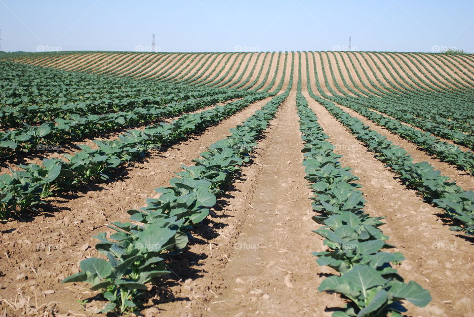 spring crop in a farmer's field