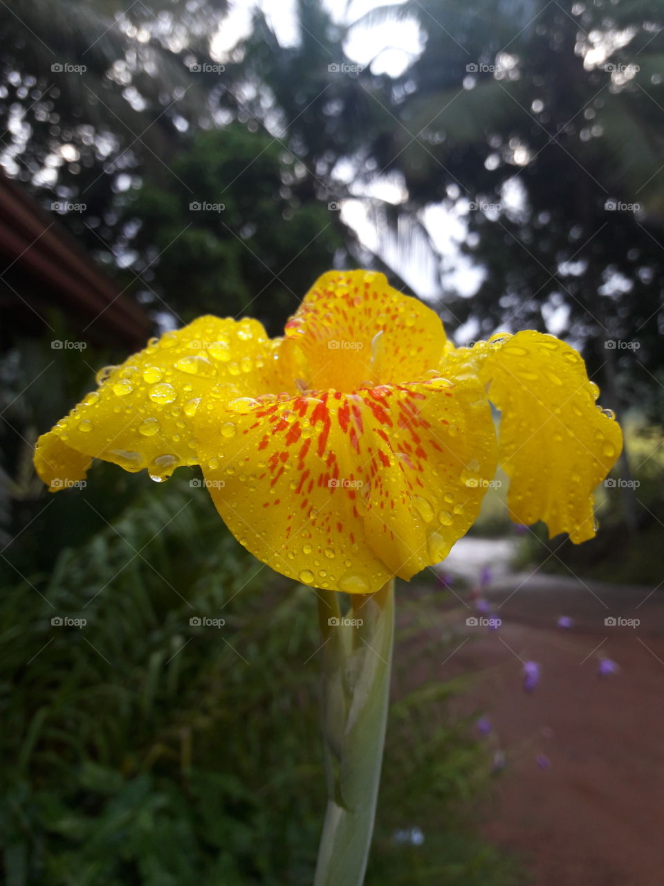 flower