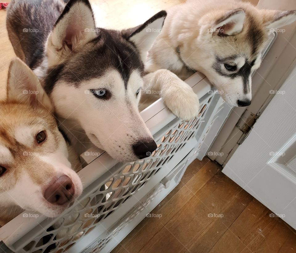 Hestia (left), Sophia (middle), Nyx (right)
AKC Registered Siberian Huskies
Keeping an eye on what's going on in baby's room!
Insta: howling_winds_siberians