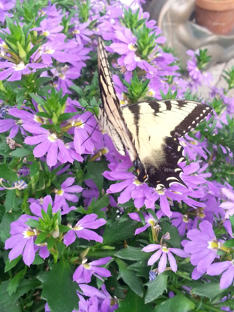 Violet Flower Butterfly