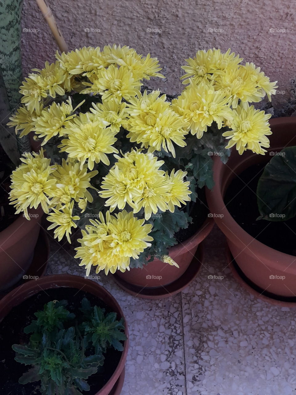 yellow beautiful flower