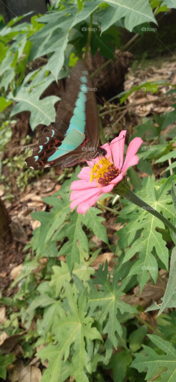 Tosca green butterfly perched on a flower