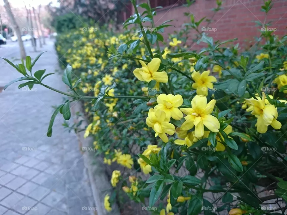 Los flores 