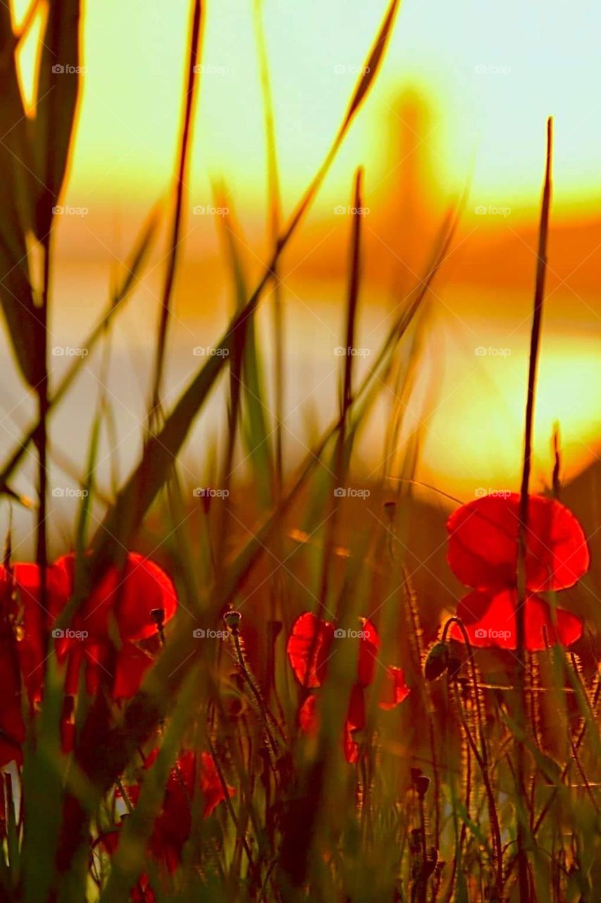 Close up on grass and red poppies at sunset