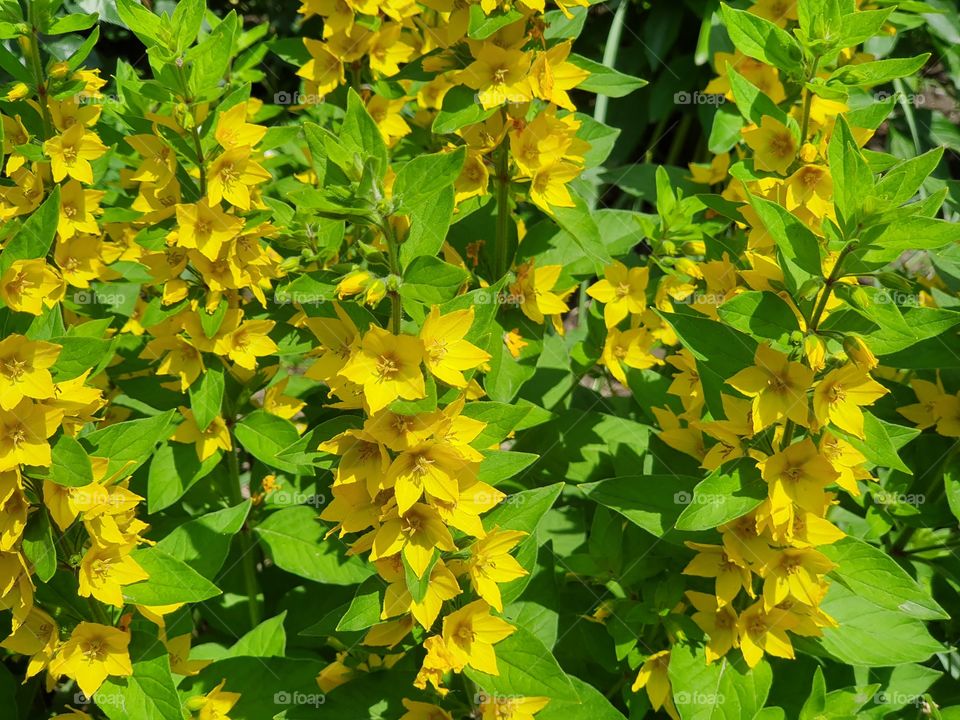 yellow flowers on green branches in bright garden