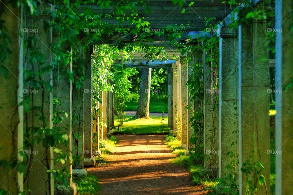 an interesting arch overgrown with green loach through which the rays of the sun break through