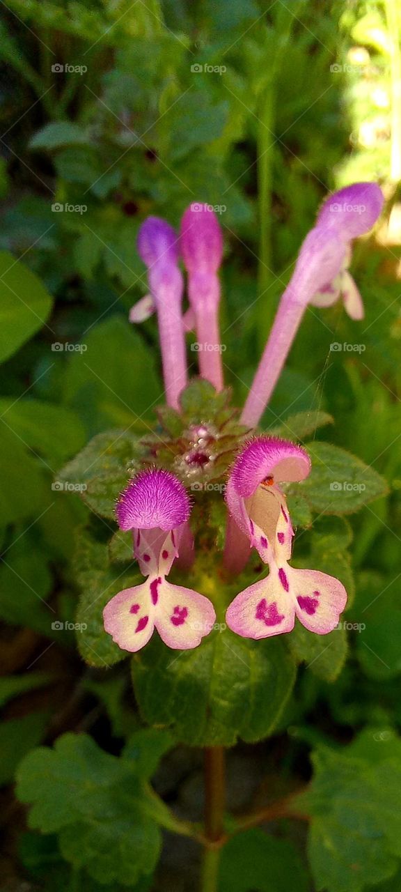 Lamium amplexicaule