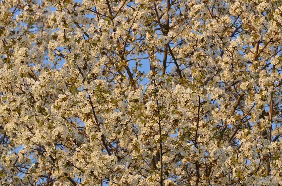Blossom.