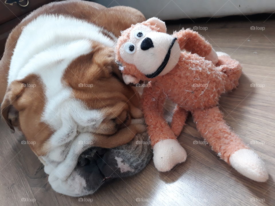 Spiky,  my  baby  bull