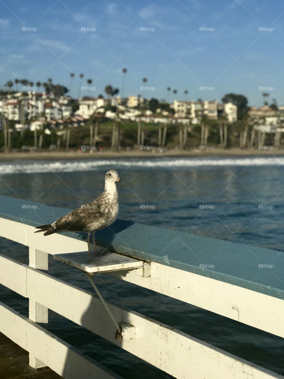 Seagull on a pier 