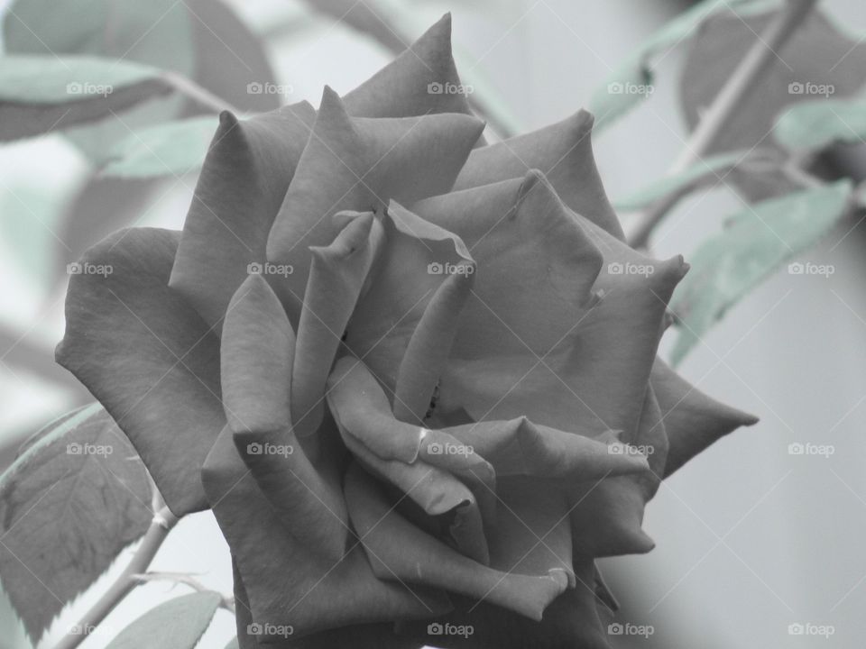 colourless rose
