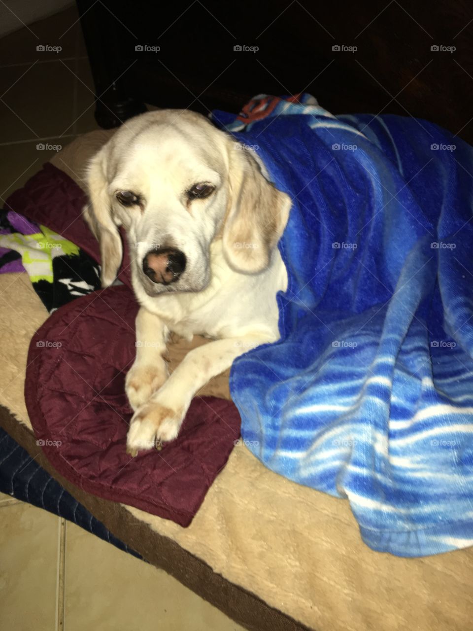 Sparky with his blanket 