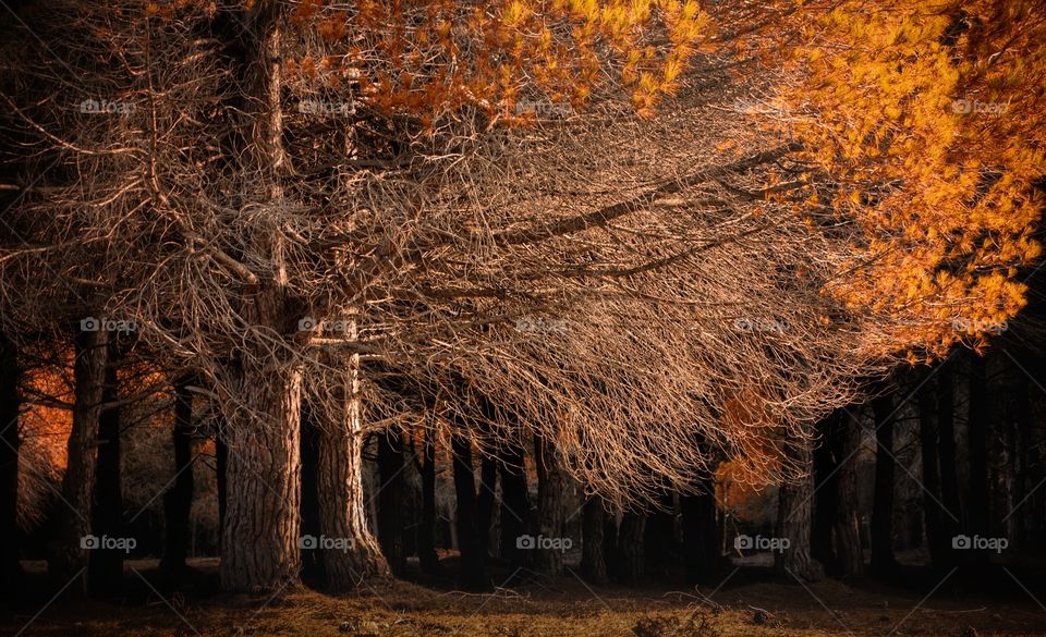 beautiful tree in fall colors