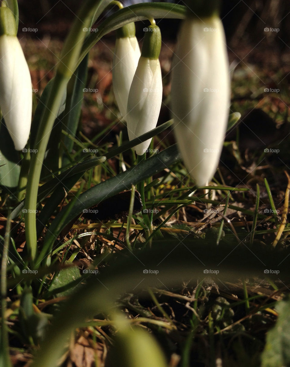 Close-up of white flower