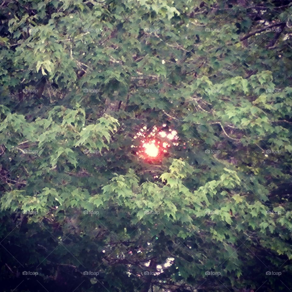 Sun through the Maple tree.
