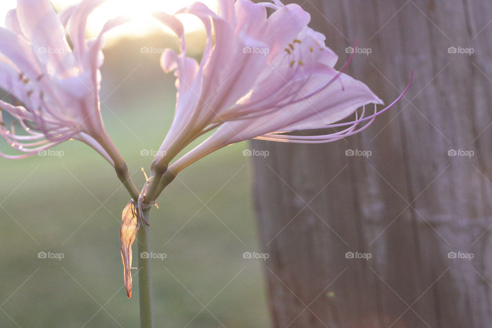 Purple flower dewdrops sunny silky