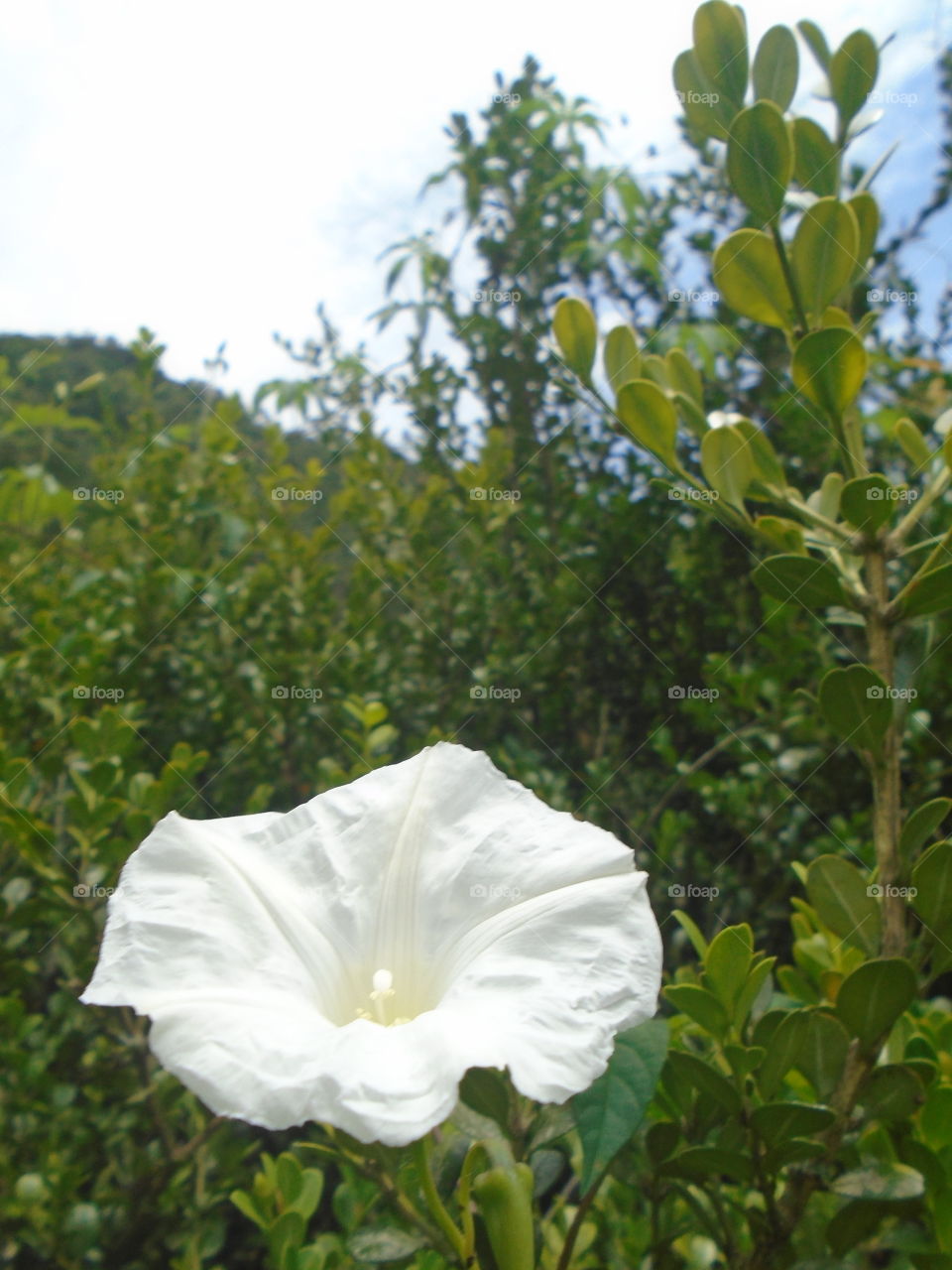 ENVIRONMENT WHITE FLOWER