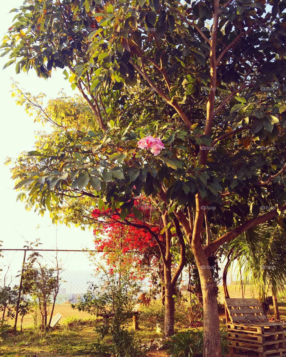 #Natureza caipira à beira da #Serra do #Japi. O lindo #amanhecer às 07h. 
🌳
#Flores e #Mato
#Paisagem
#Natureza
#QualidadeDeVida