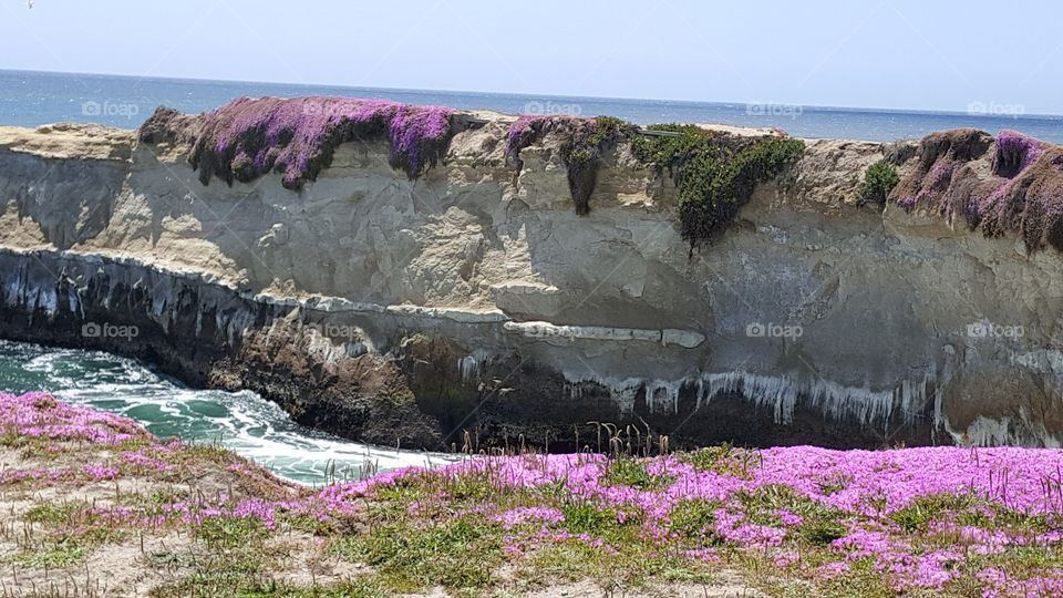 Flowered cliffs at Ocean