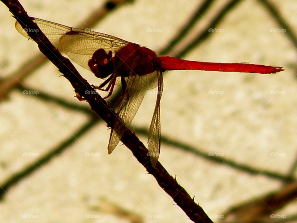 Dragonfly